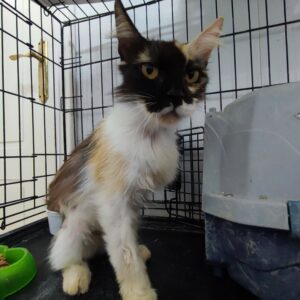 3patas, hermosa gata tricolor que BUSCA ADOPCIÓN. que desafía las adversidades en una colonia felina en Bollullos de la Mitación, Sevilla. Le falta la pata delantera izquierda. Su determinación y gratitud son inspiradoras. ADOPTA O COLABORA con BADA