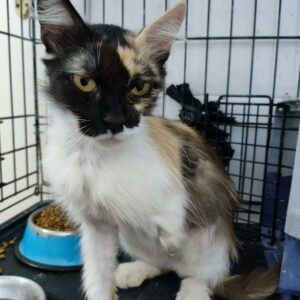 3patas, hermosa gata tricolor que BUSCA ADOPCIÓN. que desafía las adversidades en una colonia felina en Bollullos de la Mitación, Sevilla. Le falta la pata delantera izquierda. Su determinación y gratitud son inspiradoras. ADOPTA O COLABORA con BADA