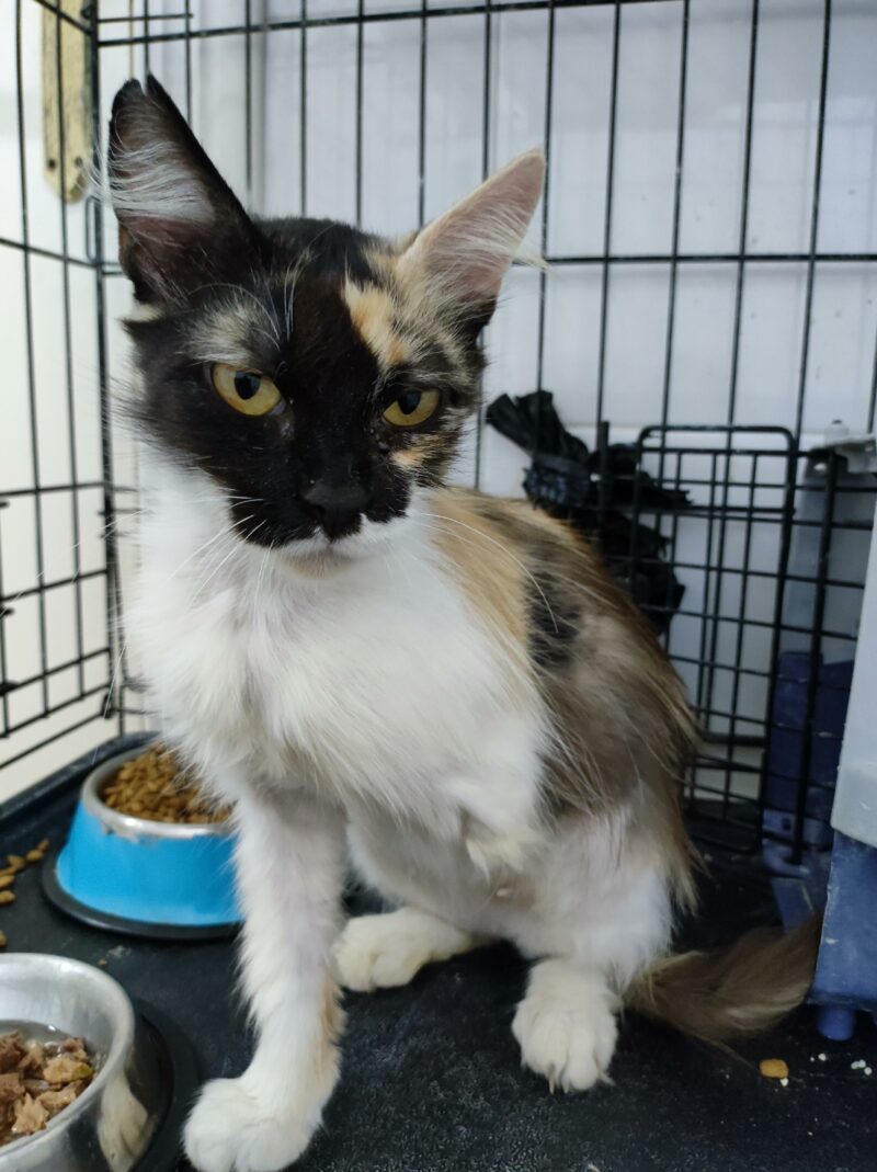 3patas, hermosa gata tricolor que BUSCA ADOPCIÓN. que desafía las adversidades en una colonia felina en Bollullos de la Mitación, Sevilla. Le falta la pata delantera izquierda. Su determinación y gratitud son inspiradoras. ADOPTA O COLABORA con BADA