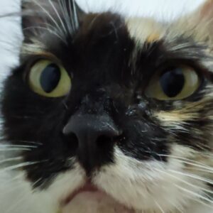 3patas, hermosa gata tricolor que BUSCA ADOPCIÓN. que desafía las adversidades en una colonia felina en Bollullos de la Mitación, Sevilla. Le falta la pata delantera izquierda. Su determinación y gratitud son inspiradoras. ADOPTA O COLABORA con BADA