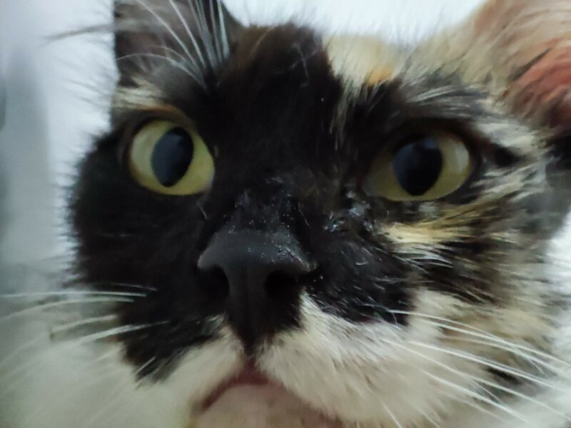 3patas, hermosa gata tricolor que BUSCA ADOPCIÓN. que desafía las adversidades en una colonia felina en Bollullos de la Mitación, Sevilla. Le falta la pata delantera izquierda. Su determinación y gratitud son inspiradoras. ADOPTA O COLABORA con BADA