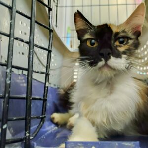 3patas, hermosa gata tricolor que BUSCA ADOPCIÓN. que desafía las adversidades en una colonia felina en Bollullos de la Mitación, Sevilla. Le falta la pata delantera izquierda. Su determinación y gratitud son inspiradoras. ADOPTA O COLABORA con BADA