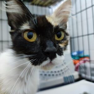 3patas, hermosa gata tricolor que BUSCA ADOPCIÓN. que desafía las adversidades en una colonia felina en Bollullos de la Mitación, Sevilla. Le falta la pata delantera izquierda. Su determinación y gratitud son inspiradoras. ADOPTA O COLABORA con BADA