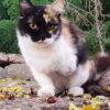 3patas, hermosa gata tricolor que desafía las adversidades en una colonia felina en Bollullos de la Mitación, Sevilla. Le falta la pata delantera izquierda. Su determinación y gratitud son inspiradoras. ADOPTA O COLABORA con BADA