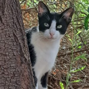 TEO BUSCA ADOPCIÓN. Teo es un adorable gato tuxedo que vive en una colonia controlada por voluntarios de BADA en un polígono industrial en Bollullos de la Mitación. Está esterilizado por el método CER y, a pesar de su vida en la calle, es muy cariñoso.