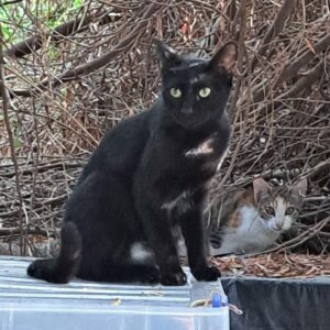 Vela es una preciosa gata común europea de color negro que vive en una colonia controlada por los voluntarios de BADA en un polígono industrial en Bollullos de la Mitación. Busca tu ayuda y una adopción. SE LO MERECE