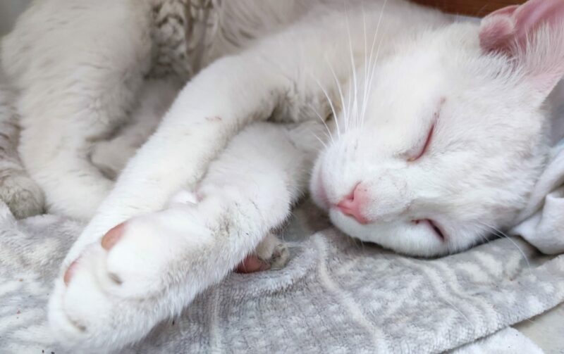 ¡Adopta a Bowee, el gatito valiente! Dulce, tranquilo y listo para un hogar amoroso. Está en Bollullos de la Mitación, Sevilla. ¡Ayúdalo hoy! Asociación BADA www.bada.org.es