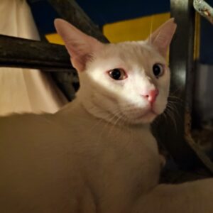 ¡Adopta a Bowee, el gatito valiente! Dulce, tranquilo y listo para un hogar amoroso. Está en Bollullos de la Mitación, Sevilla. ¡Ayúdalo hoy! Asociación BADA www.bada.org.es