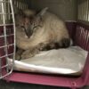 Ayuda a RAYA, un gato guapo y tranquilo de Bollullos de la Mitación. La asociación BADA lo esterilizó, pero necesita una casa de acogida y apoyo para su cuidado. ¡Contáctanos!