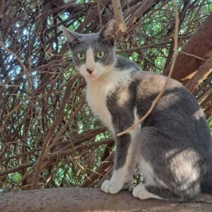 ARUBA. ¡Adopta un gato como Aruba! Apoya a BADA en www.bada.org.es para cuidar a felinos como ella. ¡Haz la diferencia hoy mismo!