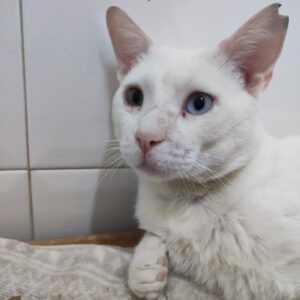 ¡Adopta a Bowee, el gatito valiente! Dulce, tranquilo y listo para un hogar amoroso. Está en Bollullos de la Mitación, Sevilla. ¡Ayúdalo hoy! Asociación BADA www.bada.org.es