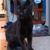 OJITOS, un valiente gato negro de Bollullos de la Mitación, necesita un hogar. A pesar de perder un ojo, tiene mucho amor que dar. ¡Adóptalo y cambia su vida! #AdoptaOJITOS