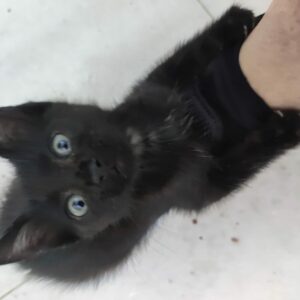 SOMBRA. Gatita negra raza Bombay busca hogar en Bollullos de la Mitación. Súper cariñosa y sociable. Adopta con la protectora BADA.