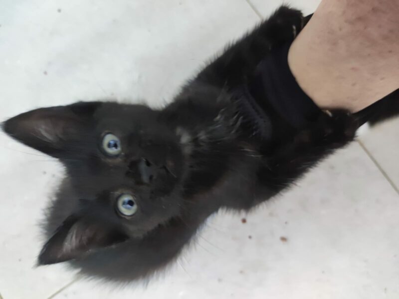 SOMBRA. Gatita negra raza Bombay busca hogar en Bollullos de la Mitación. Súper cariñosa y sociable. Adopta con la protectora BADA.