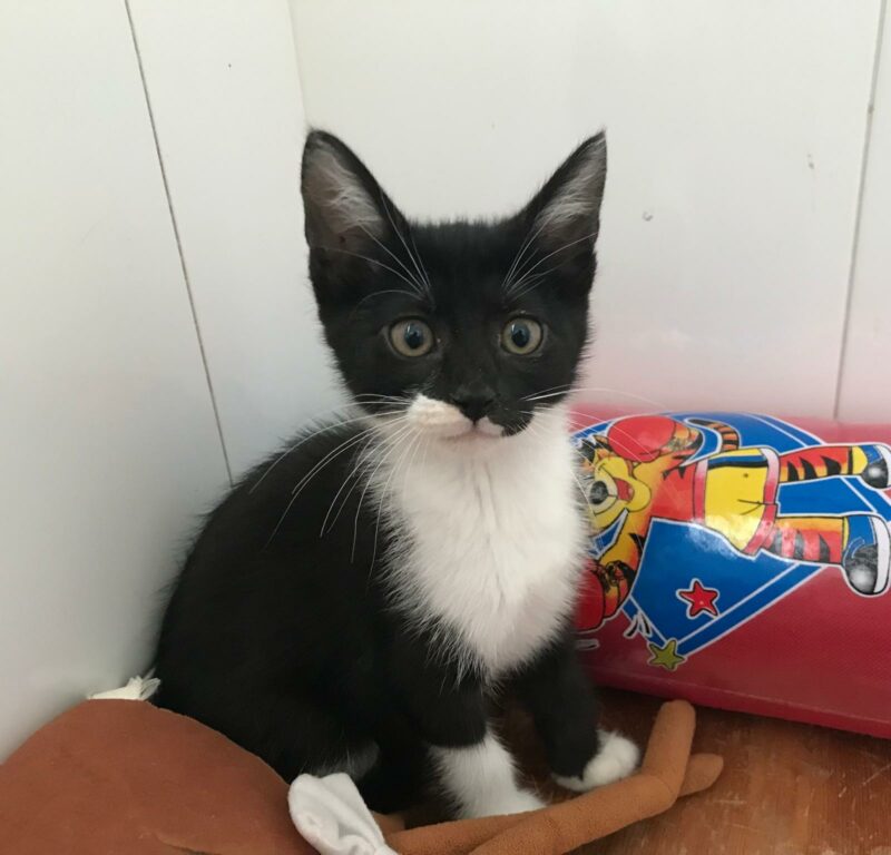 MOON y SOMBRA. Dos gatitas, una vaquita y una Bombay, buscan hogar en Bollullos de la Mitación. Súper cariñosas y sociables, inseparables. Adopta con la protectora BADA.