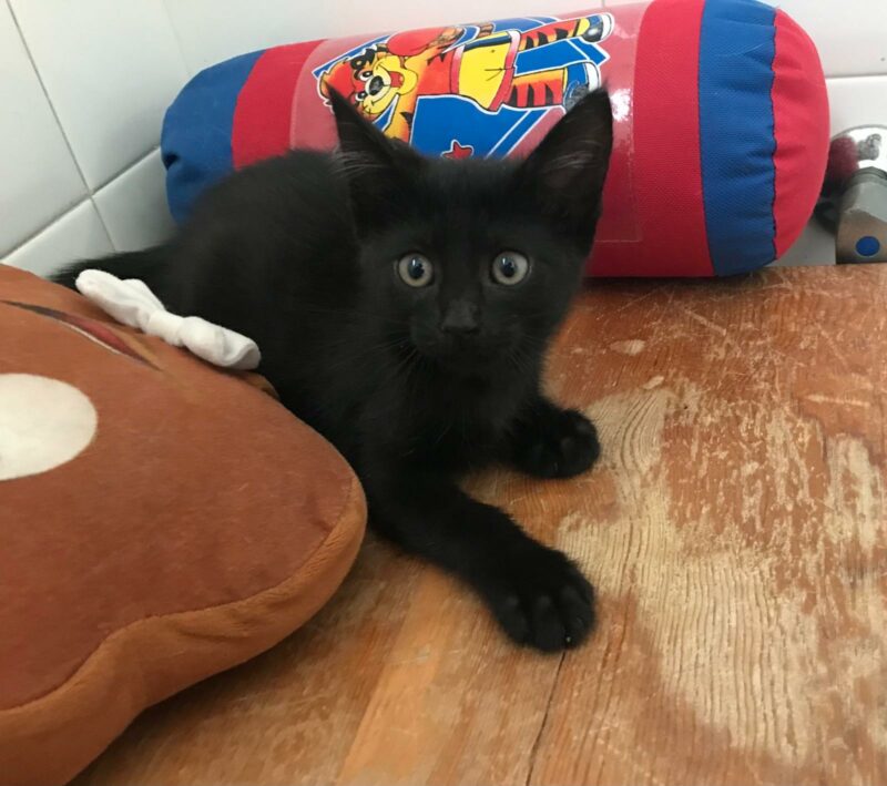 SOMBRA. Gatita negra raza Bombay busca hogar en Bollullos de la Mitación. Súper cariñosa y sociable. Adopta con la protectora BADA.