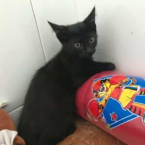 SOMBRA. Gatita negra raza Bombay busca hogar en Bollullos de la Mitación. Súper cariñosa y sociable. Adopta con la protectora BADA.