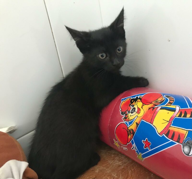 SOMBRA. Gatita negra raza Bombay busca hogar en Bollullos de la Mitación. Súper cariñosa y sociable. Adopta con la protectora BADA.