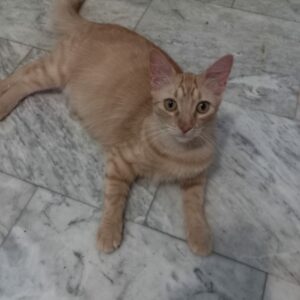 LEO, un joven gatito naranja de Bollullos de la Mitación, necesita tu ayuda para su manutención. Esterilizado gracias a BADA y CER 2024, ¡apóyale hoy! #AyudaLEO