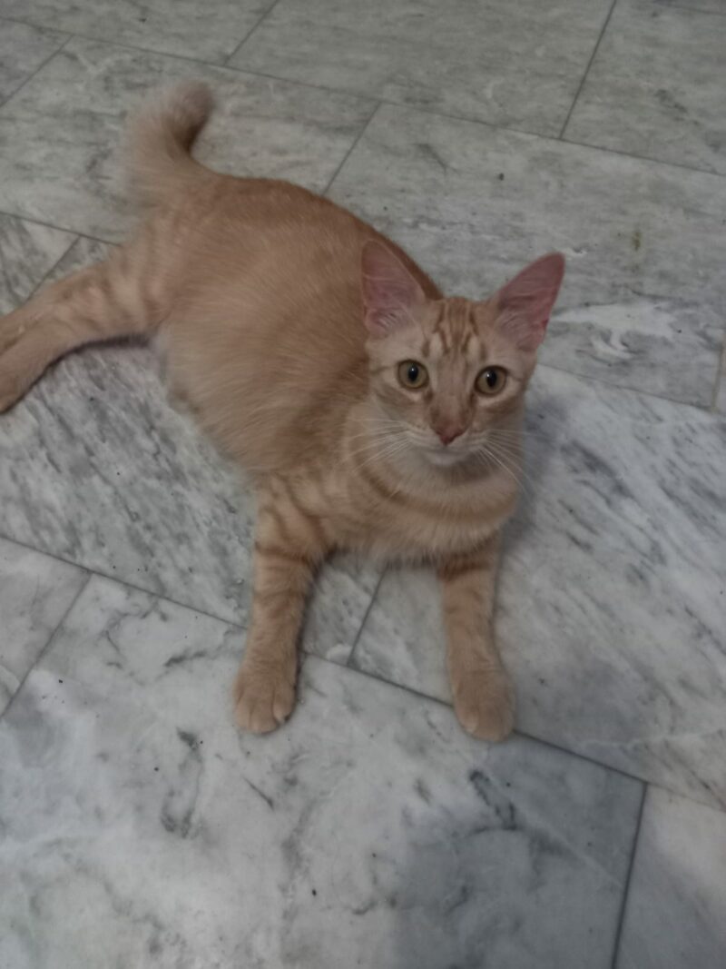 LEO, un joven gatito naranja de Bollullos de la Mitación, necesita tu ayuda para su manutención. Esterilizado gracias a BADA y CER 2024, ¡apóyale hoy! #AyudaLEO