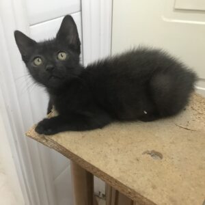 ELEANORA. Gatita negra raza Bombay busca hogar en Bollullos de la Mitación. Súper cariñosa y sociable, inseparable de su prima SOMBRA. Adopta con la protectora BADA.