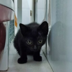 ELEANORA. Gatita negra raza Bombay busca hogar en Bollullos de la Mitación. Súper cariñosa y sociable, inseparable de su prima SOMBRA. Adopta con la protectora BADA.