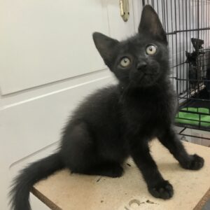 ELEANORA. Gatita negra raza Bombay busca hogar en Bollullos de la Mitación. Súper cariñosa y sociable, inseparable de su prima SOMBRA. Adopta con la protectora BADA.