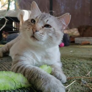 FELPUDO, un gato de raza BLUE TABBY POINT RAGDOLL con rasgos de LYNX POINT SIAMÉS DE PELO LARGO. Edad: 2 años, MACHO, Esterilizado. ¡Adopta a Felpudo. Ponte en contacto BADA en www.bada.org.es (ZONA SEVILLA)