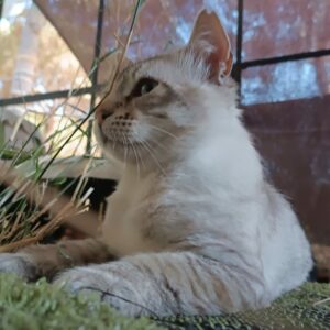 FELPUDO, un gato de raza BLUE TABBY POINT RAGDOLL con rasgos de LYNX POINT SIAMÉS DE PELO LARGO. Edad: 2 años, MACHO, Esterilizado. ¡Adopta a Felpudo. Ponte en contacto BADA en www.bada.org.es (ZONA SEVILLA)