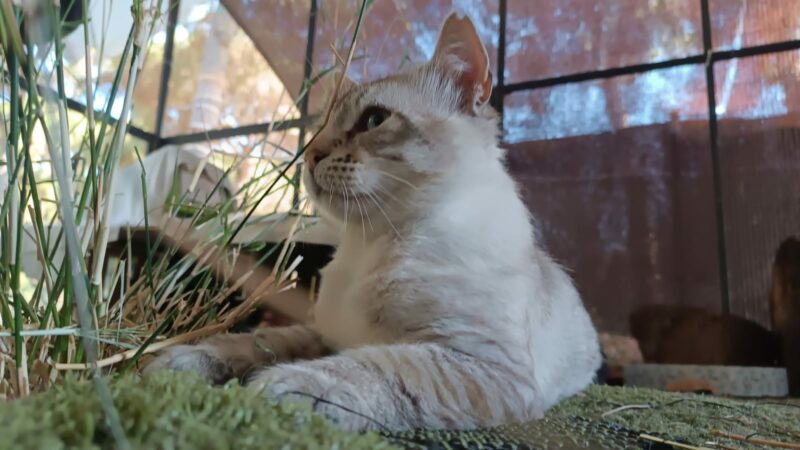 FELPUDO, un gato de raza BLUE TABBY POINT RAGDOLL con rasgos de LYNX POINT SIAMÉS DE PELO LARGO. Edad: 2 años, MACHO, Esterilizado. ¡Adopta a Felpudo. Ponte en contacto BADA en www.bada.org.es (ZONA SEVILLA)