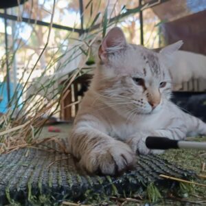 FELPUDO, un gato de raza BLUE TABBY POINT RAGDOLL con rasgos de LYNX POINT SIAMÉS DE PELO LARGO. Edad: 2 años, MACHO, Esterilizado. ¡Adopta a Felpudo. Ponte en contacto BADA en www.bada.org.es (ZONA SEVILLA)