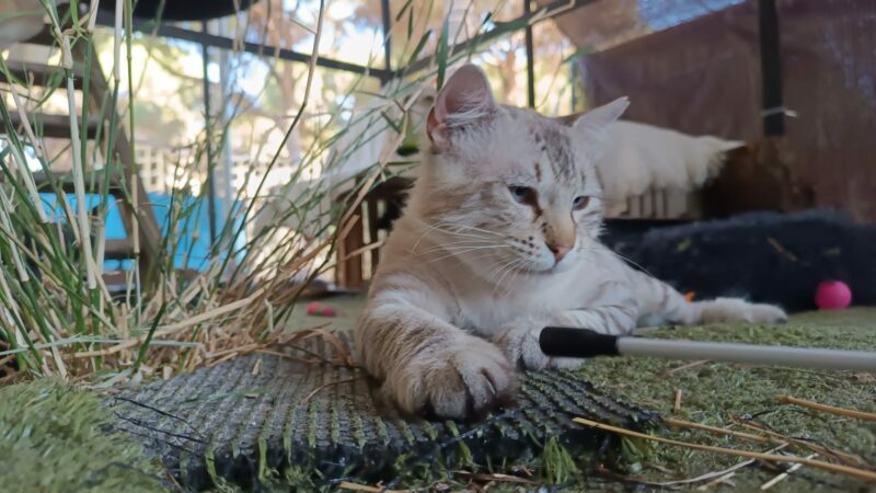 FELPUDO, un gato de raza BLUE TABBY POINT RAGDOLL con rasgos de LYNX POINT SIAMÉS DE PELO LARGO. Edad: 2 años, MACHO, Esterilizado. ¡Adopta a Felpudo. Ponte en contacto BADA en www.bada.org.es (ZONA SEVILLA)