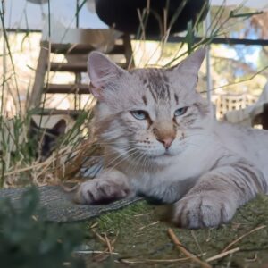 FELPUDO, un gato de raza BLUE TABBY POINT RAGDOLL con rasgos de LYNX POINT SIAMÉS DE PELO LARGO. Edad: 2 años, MACHO, Esterilizado. ¡Adopta a Felpudo. Ponte en contacto BADA en www.bada.org.es (ZONA SEVILLA)