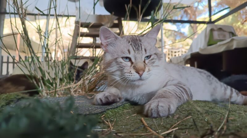 FELPUDO, un gato de raza BLUE TABBY POINT RAGDOLL con rasgos de LYNX POINT SIAMÉS DE PELO LARGO. Edad: 2 años, MACHO, Esterilizado. ¡Adopta a Felpudo. Ponte en contacto BADA en www.bada.org.es (ZONA SEVILLA)