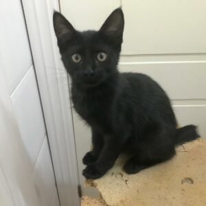 SOMBRA. Gatita negra raza Bombay busca hogar en Bollullos de la Mitación. Súper cariñosa y sociable. Adopta con la protectora BADA.