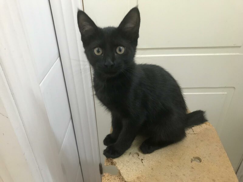 SOMBRA. Gatita negra raza Bombay busca hogar en Bollullos de la Mitación. Súper cariñosa y sociable. Adopta con la protectora BADA.