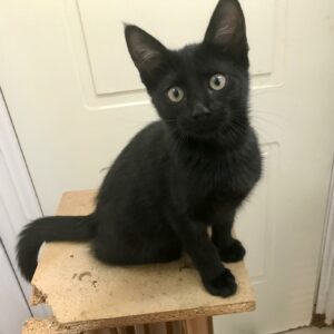 SOMBRA. Gatita negra raza Bombay busca hogar en Bollullos de la Mitación. Súper cariñosa y sociable. Adopta con la protectora BADA.