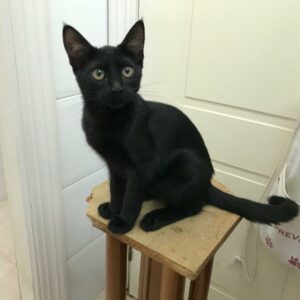 SOMBRA. Gatita negra raza Bombay busca hogar en Bollullos de la Mitación. Súper cariñosa y sociable. Adopta con la protectora BADA.