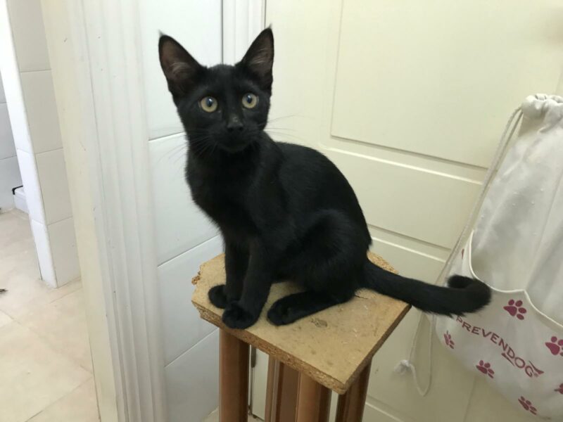 SOMBRA. Gatita negra raza Bombay busca hogar en Bollullos de la Mitación. Súper cariñosa y sociable. Adopta con la protectora BADA.