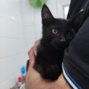 ELEANORA. Gatita negra raza Bombay busca hogar en Bollullos de la Mitación. Súper cariñosa y sociable, inseparable de su prima SOMBRA. Adopta con la protectora BADA.