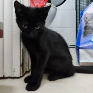 SOMBRA. Gatita negra raza Bombay busca hogar en Bollullos de la Mitación. Súper cariñosa y sociable. Adopta con la protectora BADA.