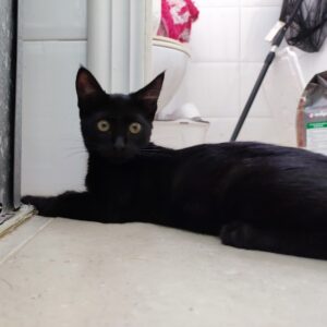 SOMBRA. Gatita negra raza Bombay busca hogar en Bollullos de la Mitación. Súper cariñosa y sociable. Adopta con la protectora BADA.