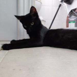 SOMBRA. Gatita negra raza Bombay busca hogar en Bollullos de la Mitación. Súper cariñosa y sociable. Adopta con la protectora BADA.