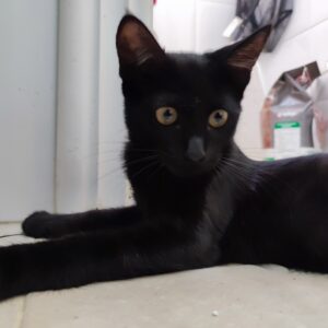 SOMBRA. Gatita negra raza Bombay busca hogar en Bollullos de la Mitación. Súper cariñosa y sociable. Adopta con la protectora BADA.