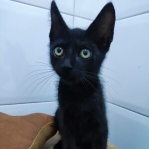 ELEANORA. Gatita negra raza Bombay busca hogar en Bollullos de la Mitación. Súper cariñosa y sociable, inseparable de su prima SOMBRA. Adopta con la protectora BADA.