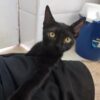 ELEANORA. Gatita negra raza Bombay busca hogar en Bollullos de la Mitación. Súper cariñosa y sociable, inseparable de su prima SOMBRA. Adopta con la protectora BADA.