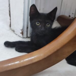 VELVET. Gatito negro raza Bombay busca hogar en Bollullos de la Mitación. Súper cariñoso y sociable, inseparable de su hermana ELEANORA. Adopta con la protectora BADA.