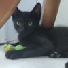 VELVET. Gatito negro raza Bombay busca hogar en Bollullos de la Mitación. Súper cariñoso y sociable, inseparable de su hermana ELEANORA. Adopta con la protectora BADA.