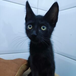 VELVET. Gatito negro raza Bombay busca hogar en Bollullos de la Mitación. Súper cariñoso y sociable, inseparable de su hermana ELEANORA. Adopta con la protectora BADA.