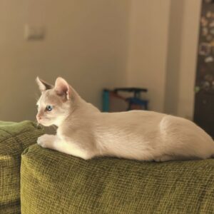 OSIRIS. Gatito blanco raza Flame Point Siamese busca hogar en Bollullos de la Mitación. Súper cariñoso y sociable. Adopta con la protectora BADA.